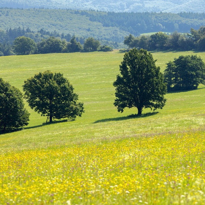 Gran Moravia