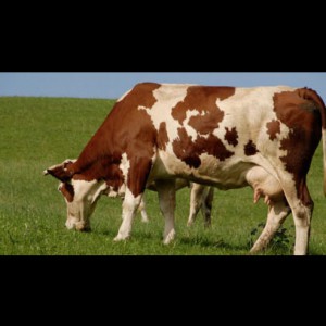 gran-moravia-etichetta-origine-pw-04