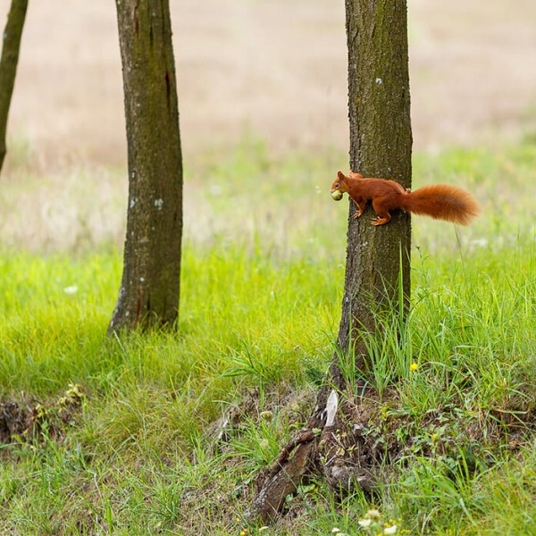 Gran moravia - Le Origini