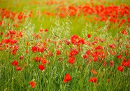 Gran moravia - Le Origini