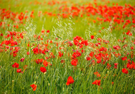 Gran moravia - Le Origini