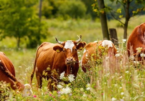 Gran moravia - Le Origini