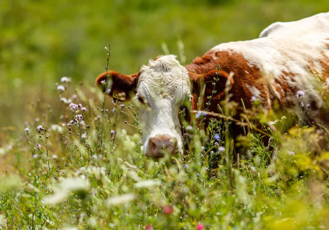 Gran moravia - Le Origini