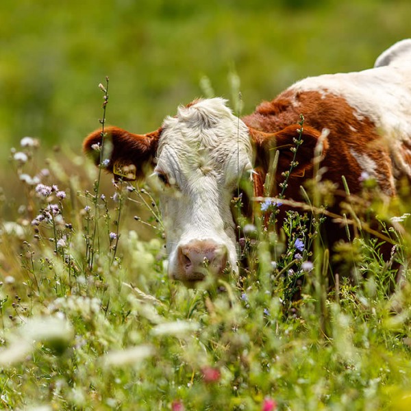 Gran moravia - Le Origini