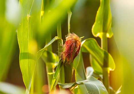 Gran moravia - Le Origini