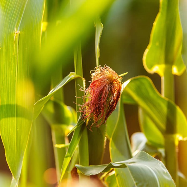 Gran moravia - Le Origini