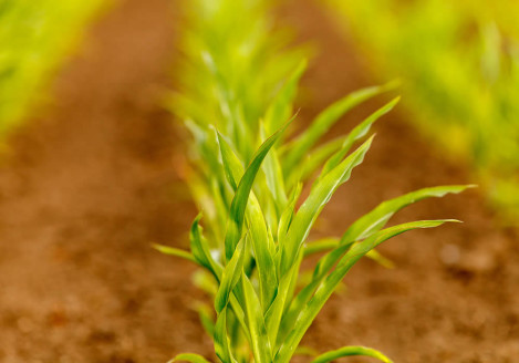 Gran moravia - Le Origini