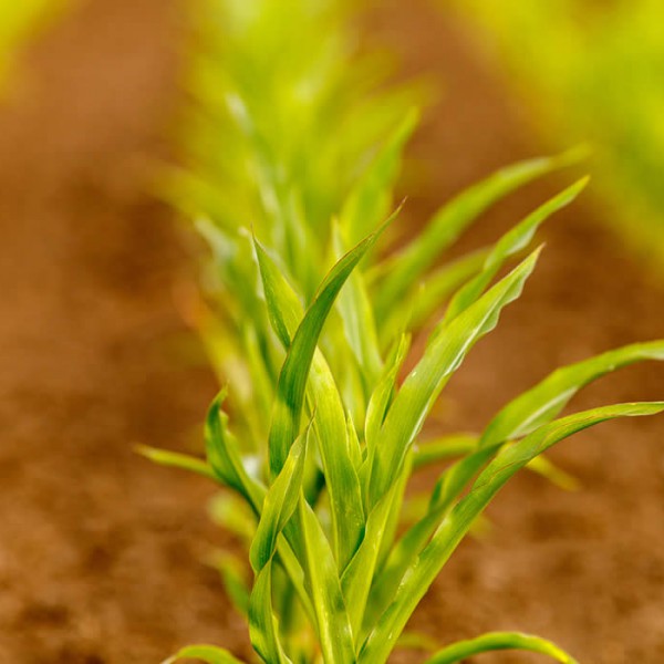 Gran moravia - Le Origini