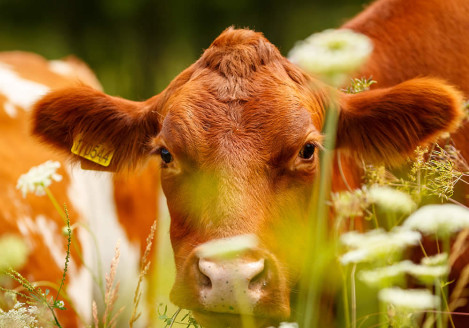 Gran moravia - Le Origini