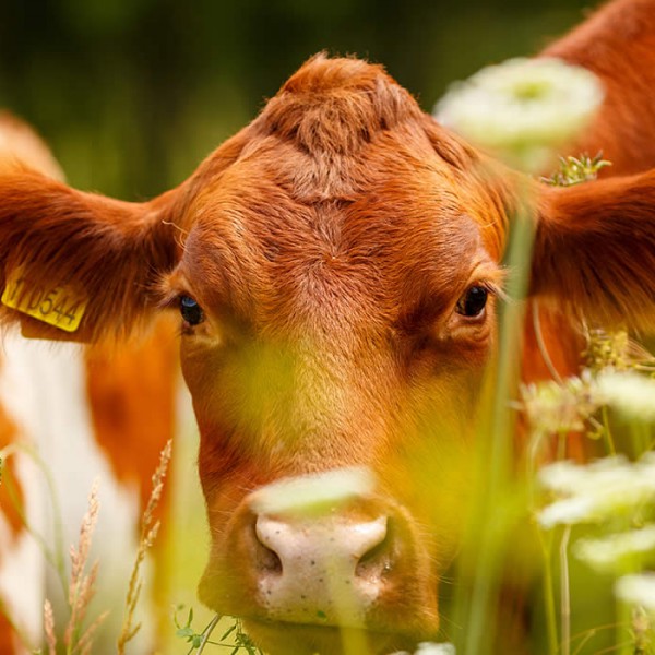 Gran moravia - Le Origini