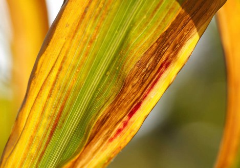 Gran moravia - Le Origini