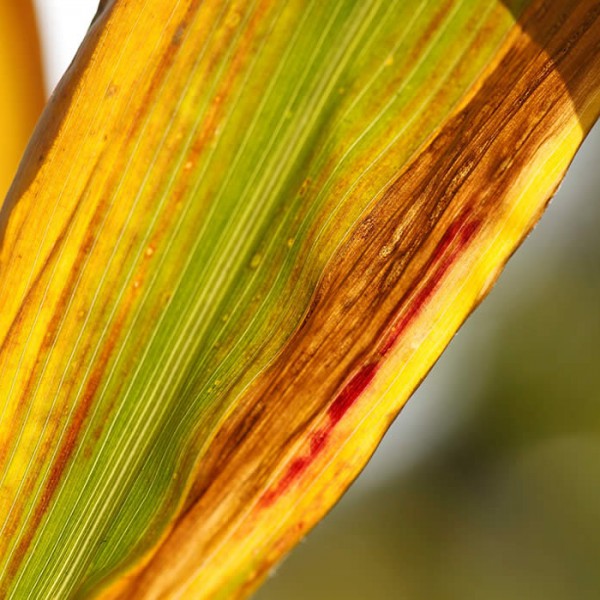 Gran moravia - Le Origini