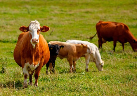 Gran moravia - Le Origini