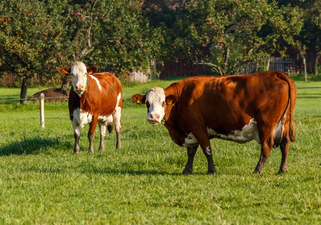 Gran moravia - Le Origini